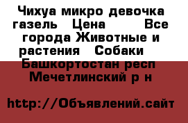 Чихуа микро девочка газель › Цена ­ 65 - Все города Животные и растения » Собаки   . Башкортостан респ.,Мечетлинский р-н